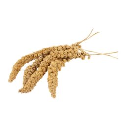 Alternative view of Millet à grappe