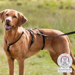 Panikgeschirr Stay 15mm, schwarz S-M