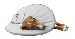 Alternative view of Collier de protection, XS: 23-27 cm/13 cm, gris