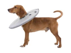 Collier de protection, XS: 23-27 cm/13 cm, gris