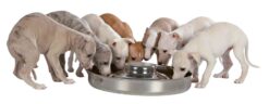 Alternative view of Ecuelle pour chiots,  en acier inox, 4,0 l