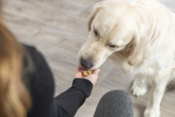 Alternative view of Tapis de cuisson avec os, en silicone, 38×28cm