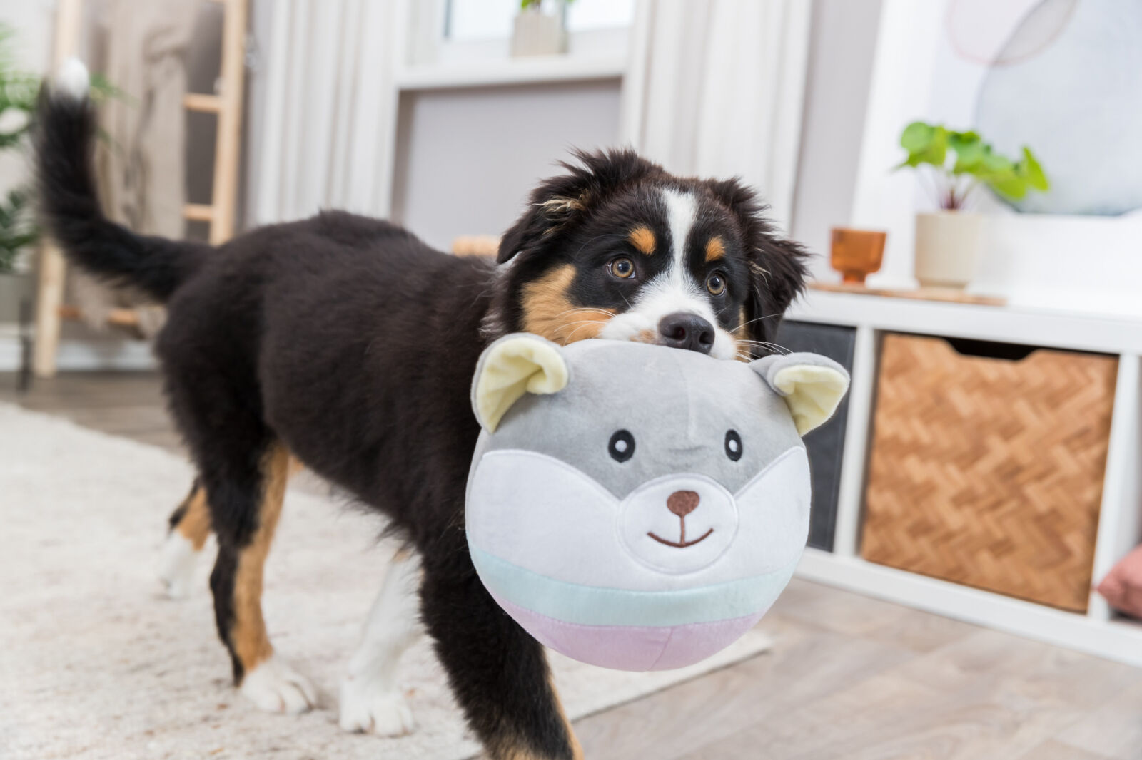 Junior ours, en peluche, 20cm Junior ours, en peluche, 20cm