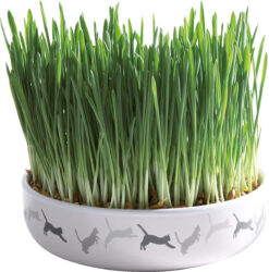 Keramikschale für Katzengras, ø 15×4cm, Saat 50 g