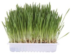 Barquett gazon à chat,env 100g