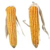 Épis demaïs avec éclat, 2 Pcs/250 g