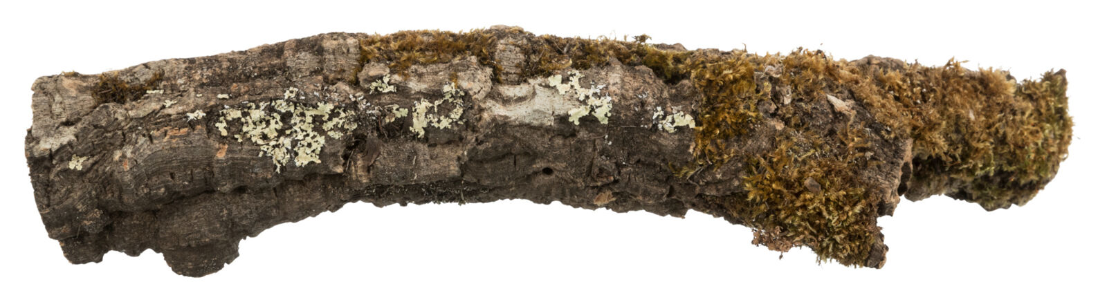 Tube en liège, XS-S : ø 5-10 cm/5-20 cm nur per VE10Stk. Tube en liège, XS-S : ø 5-10 cm/5-20 cm nur per VE10Stk.