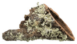 Tube en liège, XS-S : ø 5-10 cm/5-20 cm