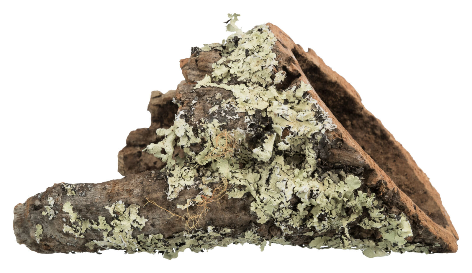 Tube en liège, XS-S : ø 5-10 cm/5-20 cm nur per VE10Stk. Tube en liège, XS-S : ø 5-10 cm/5-20 cm nur per VE10Stk.