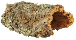 Plateau en liège, L: jusqu'à 55 cm