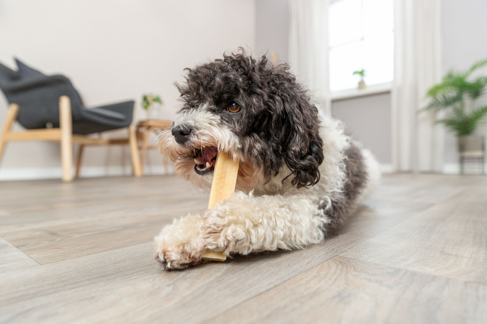 Fromage à mâcher XS: 13,5cm, 30 g Fromage à mâcher XS: 13,5cm, 30 g