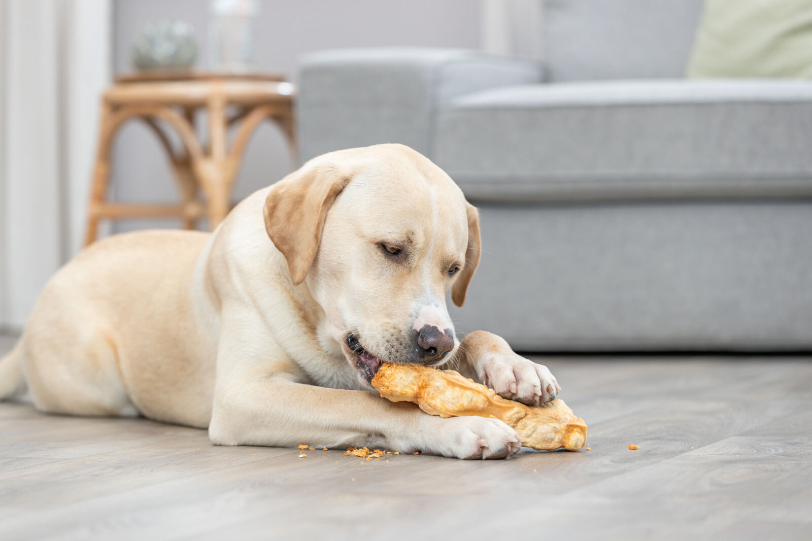 Fromage à mâcher XS: 13,5cm, 30 g Fromage à mâcher XS: 13,5cm, 30 g