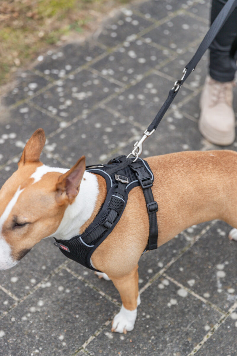 Premium FlexMesh Geschirr, wide fit, schwarz XS-S: 40-57cm/15 mm Premium FlexMesh Geschirr, wide fit, schwarz XS-S: 40-57cm/15 mm