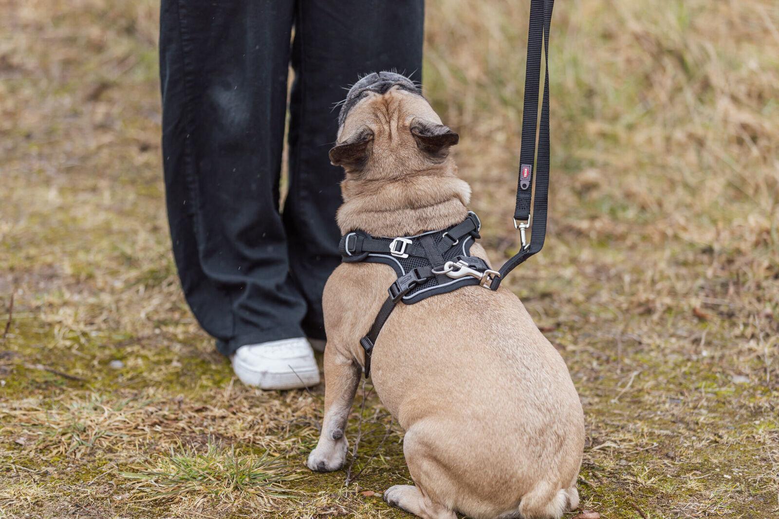 Premium FlexMesh Geschirr, wide fit, schwarz XS-S: 40-57cm/15 mm Premium FlexMesh Geschirr, wide fit, schwarz XS-S: 40-57cm/15 mm