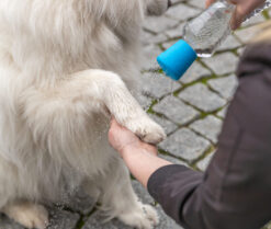 Alternative view of Douche mobile pour chiens, ø 5×5,5cm, bleu
