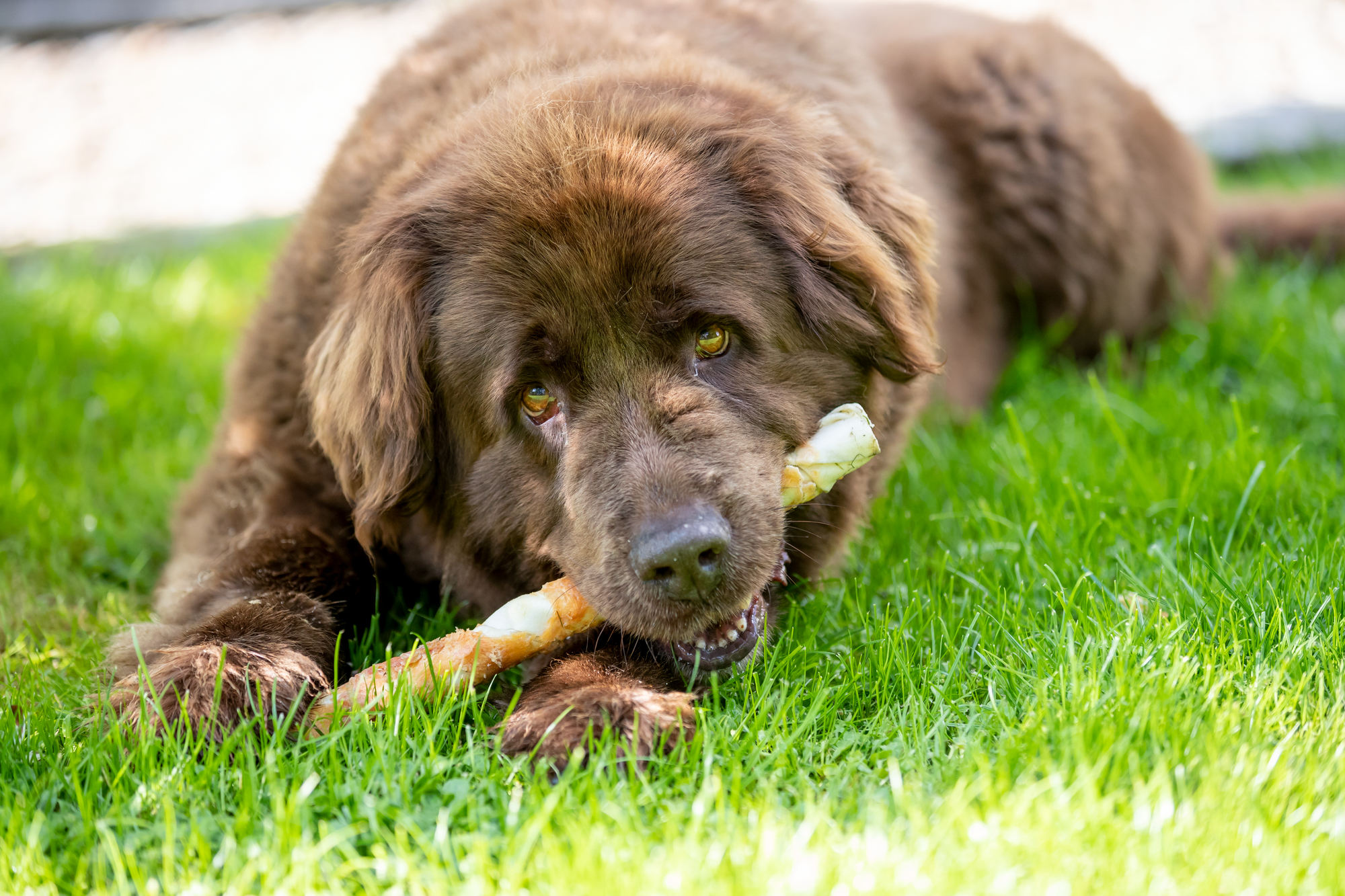 Denta Fun Rolls avec poulet, 28cm, 3 Pcs/250 g 250g Denta Fun Rolls avec poulet, 28cm, 3 Pcs/250 g 250g
