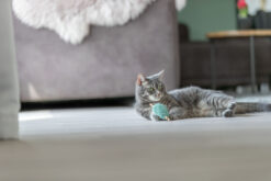 Alternative view of Matatabi cur, peluche, 12cm, divers