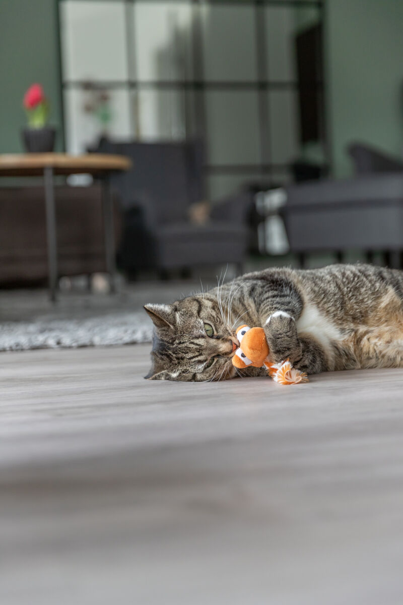 Drache, Plüsch, Katzenminze, 20cm, diverse Drache, Plüsch, Katzenminze, 20cm, diverse