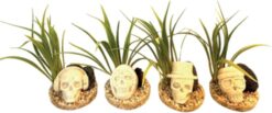 DEKO SKULL PLANTS