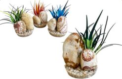 RAINBOW STONE PLANTS