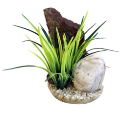 DUO ROCK WHITE TOOTH