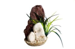 TRIO ROCK WHITE TEETH