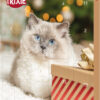 Adventskalender für Katzen, 30×34×3,5cm