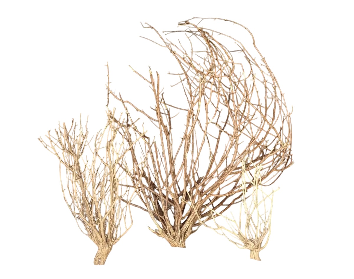 Namib Desert Bush S Namib Desert Bush S