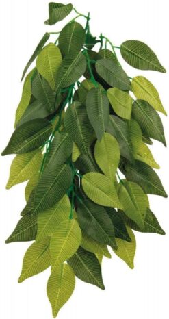 Plante grimpante en soie,  Ficus