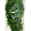 Medium Congo Ivy