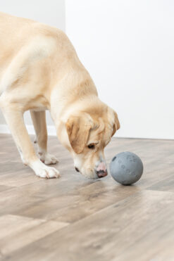 Alternative view of Balle friandises, en caoutchouc naturel, gris foncé