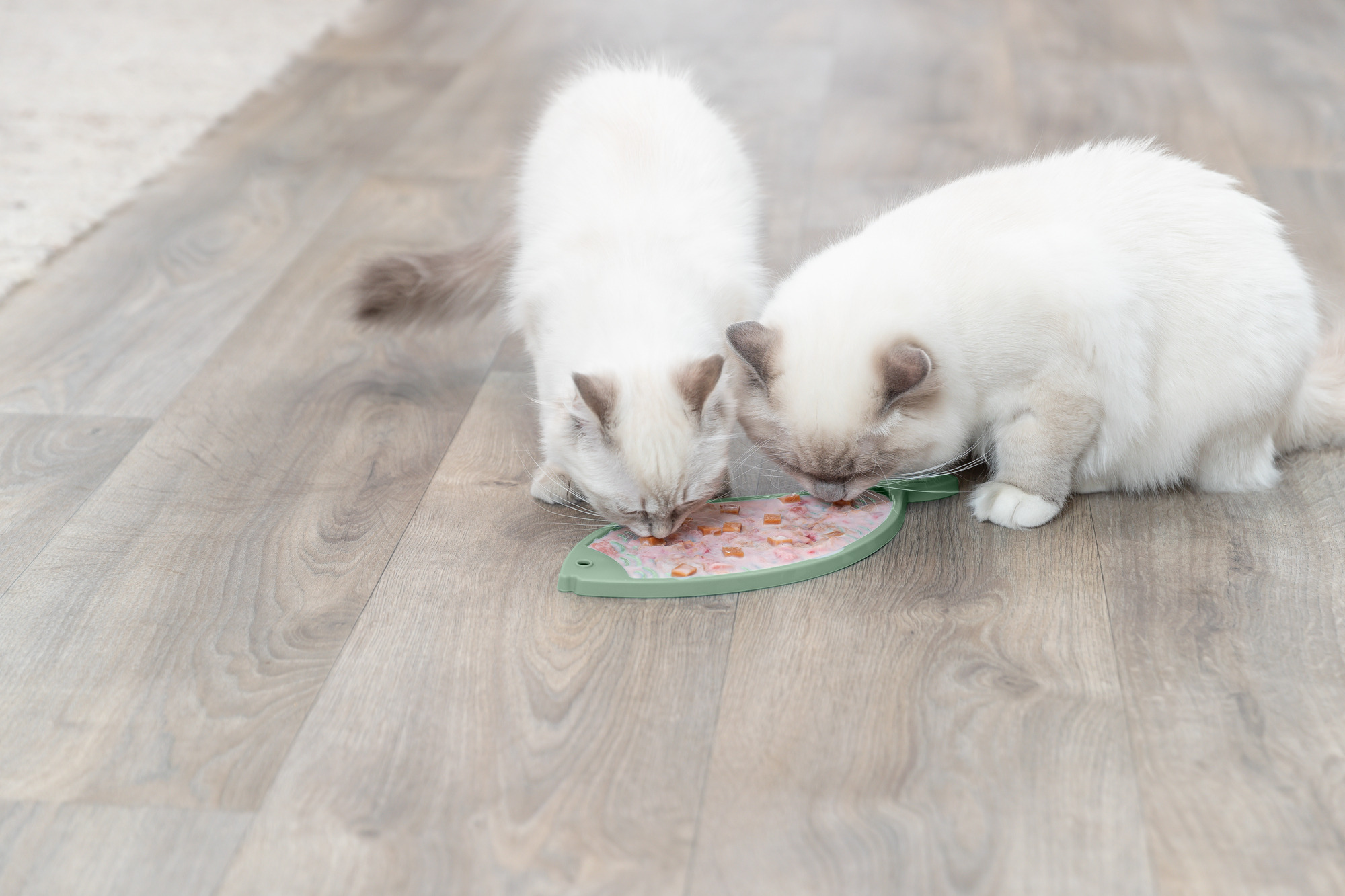 Lick'n'Snack Platte, Silikon, 28cm, salbei Lick'n'Snack Platte, Silikon, 28cm, salbei