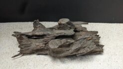 Alternative view of Mangrove