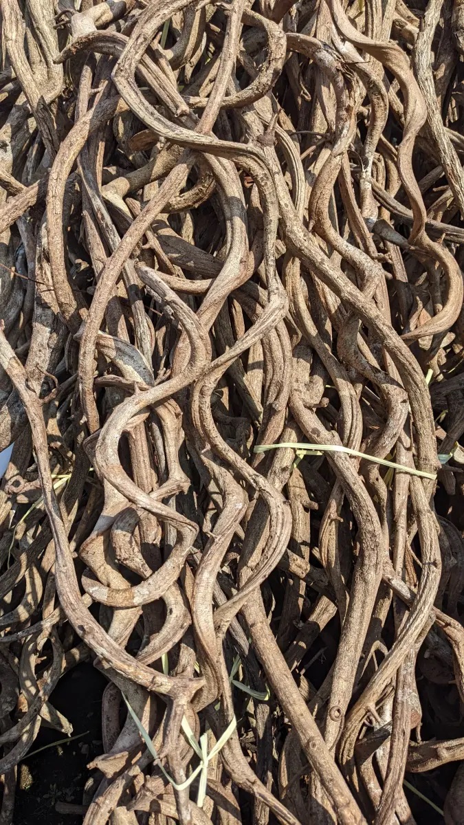 Lianen - Lianas ca. 80-100cm Lianen - Lianas ca. 80-100cm