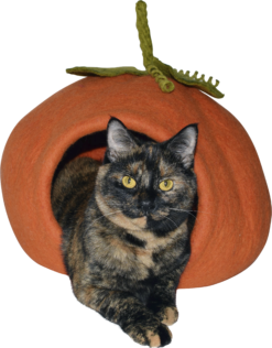 DDKC Abri Citrouile, Orange