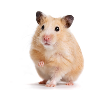 Nagetiere / Kaninchen